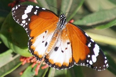 Incurvaria spuria - Kleiner Monarch (Gewöhnlicher Tiger)